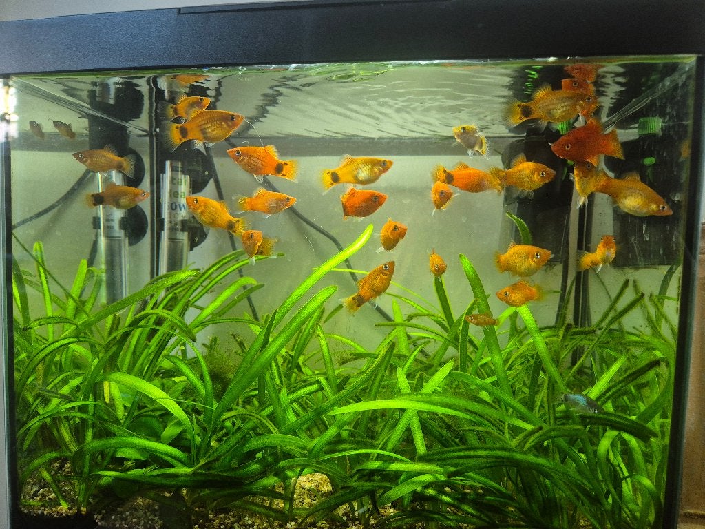 Platy Mickeys, Vis, Zoetwatervis