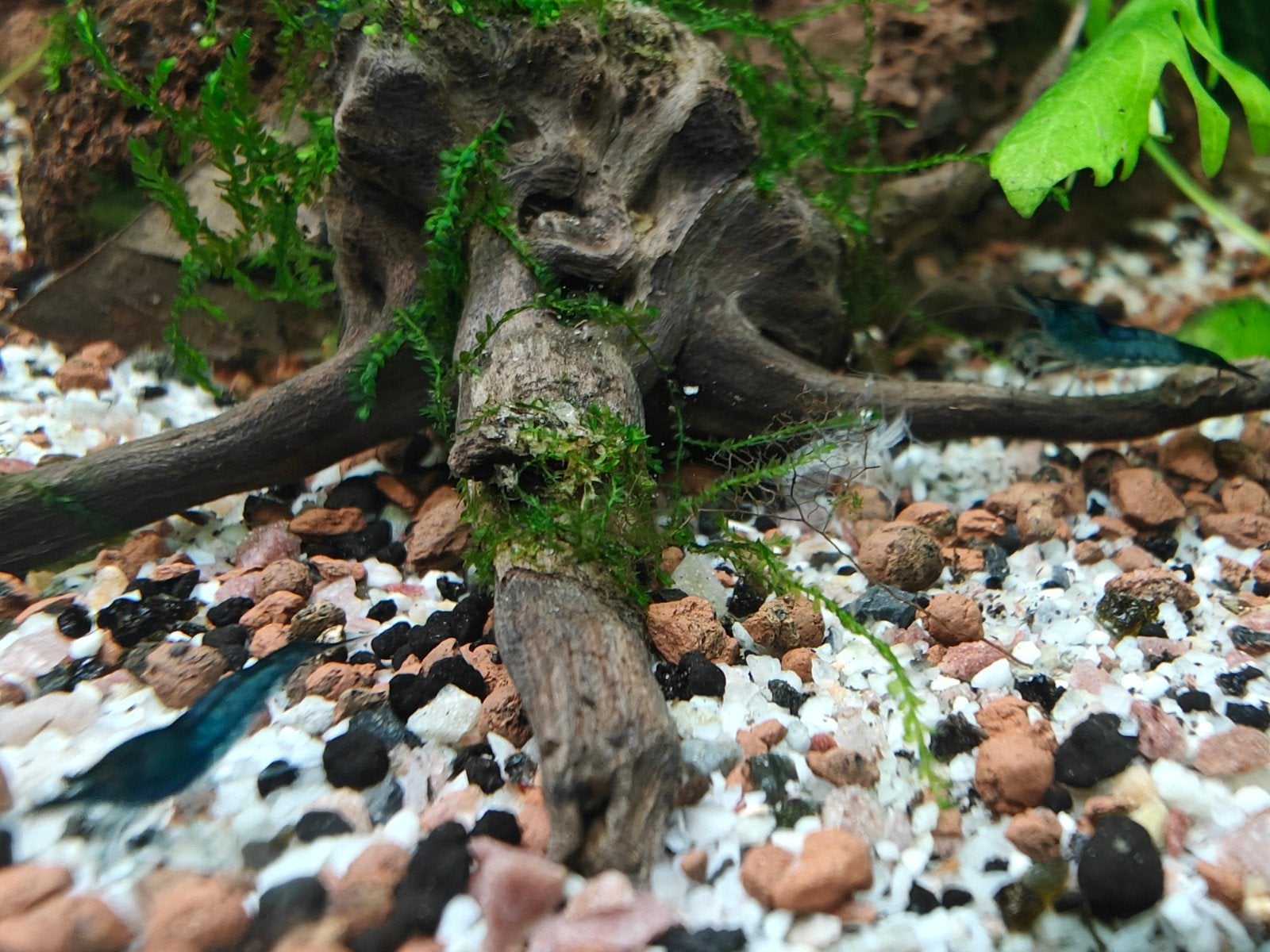 Blue dream neocaridina garnalen €1,00 per stuk, Dieren en Toebehoren, Kreeft, Krab of Garnaal