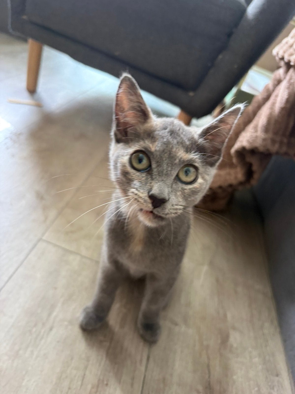 Lapjes kitten, Poes, Ingeënt