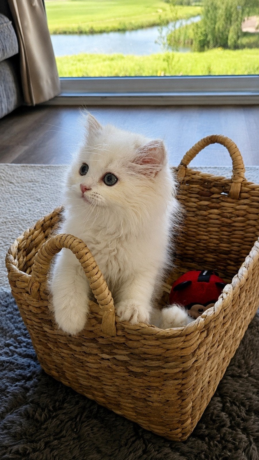 Britse Langhaar kater, 10 weken oud, Meerdere dieren