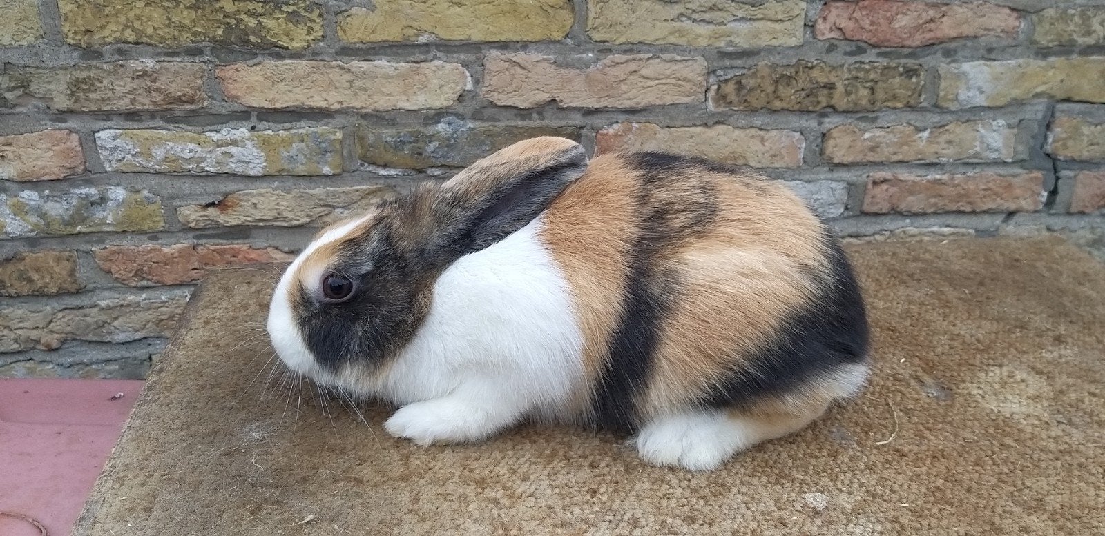 Hollander driekleur (ram), Mannelijk, Middelgroot, 0 tot 2 jaar