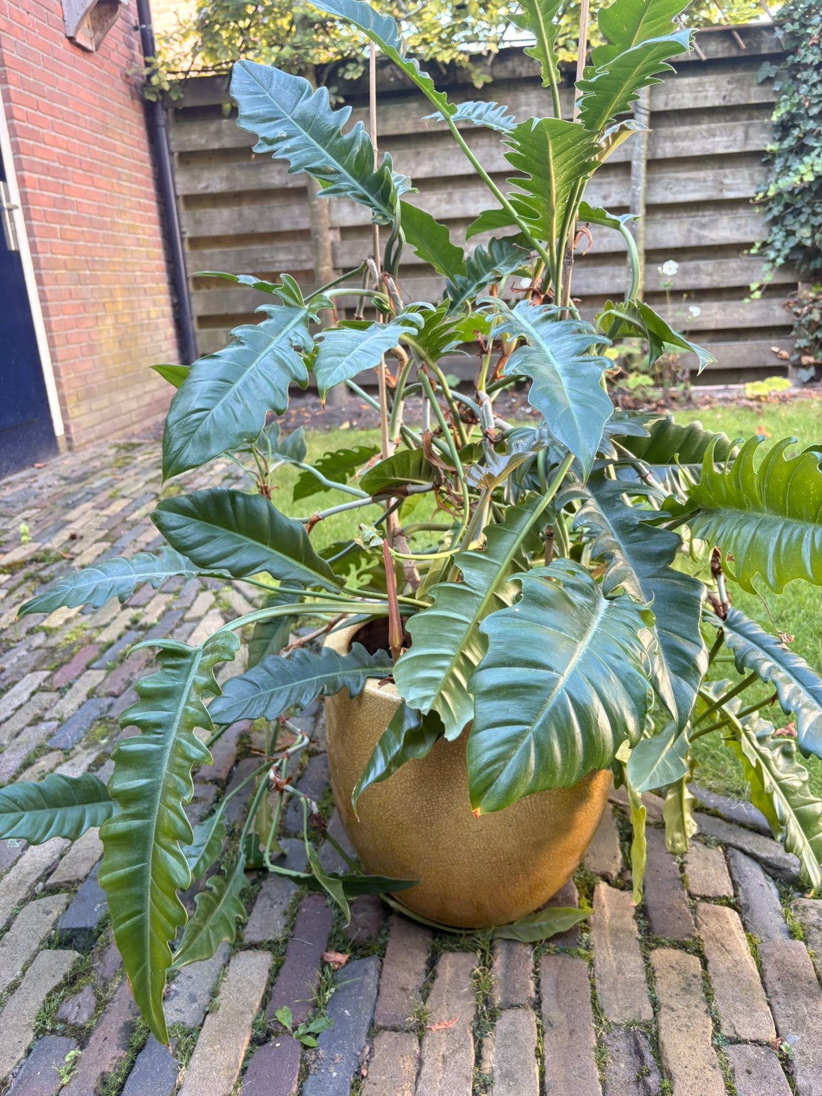 Philodendron selloum, Ophalen, Overige soorten