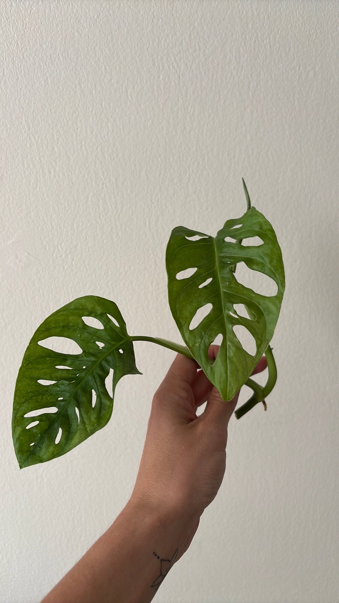 Kopstek Monstera Adansonii (Monkey Mask), Ophalen of Verzenden, Halfschaduw, Minder dan 100 cm