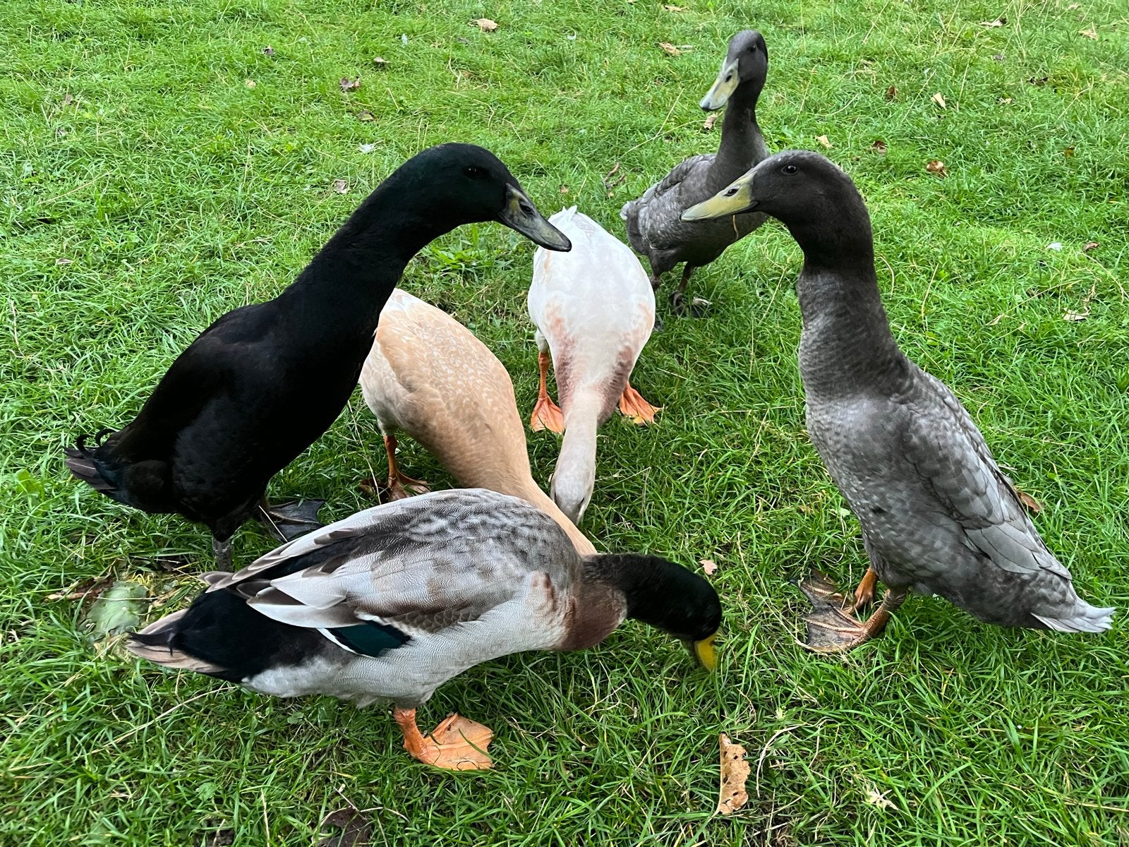 4 handtamme indische loopeenden van mei (woerden), Dieren en Toebehoren, Mannelijk, Tam