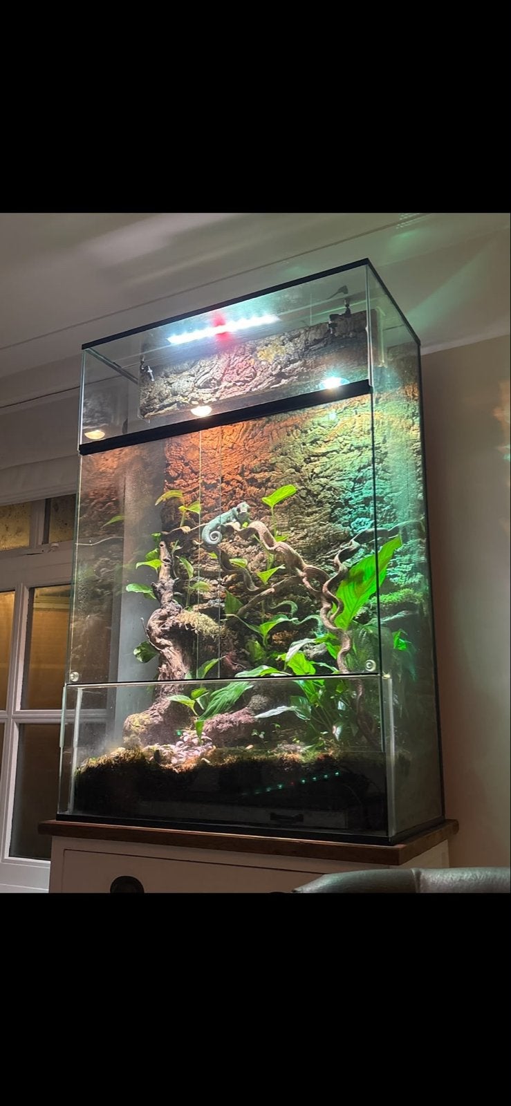 Compleet terrarium te koop – exclusief kameleon, Dieren en Toebehoren, Ophalen, Zo goed als nieuw, Terrarium of Paludarium