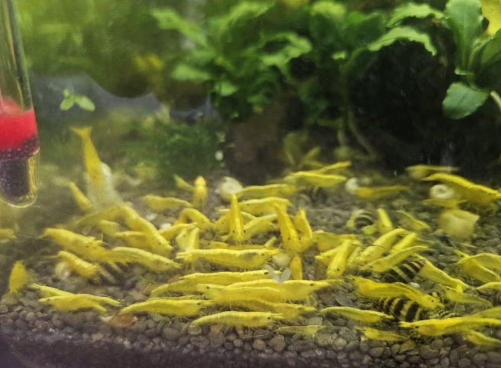 Gele neocaridina garnalen/citroengarnaal, Dieren en Toebehoren, Kreeft, Krab of Garnaal, Zoetwatervis