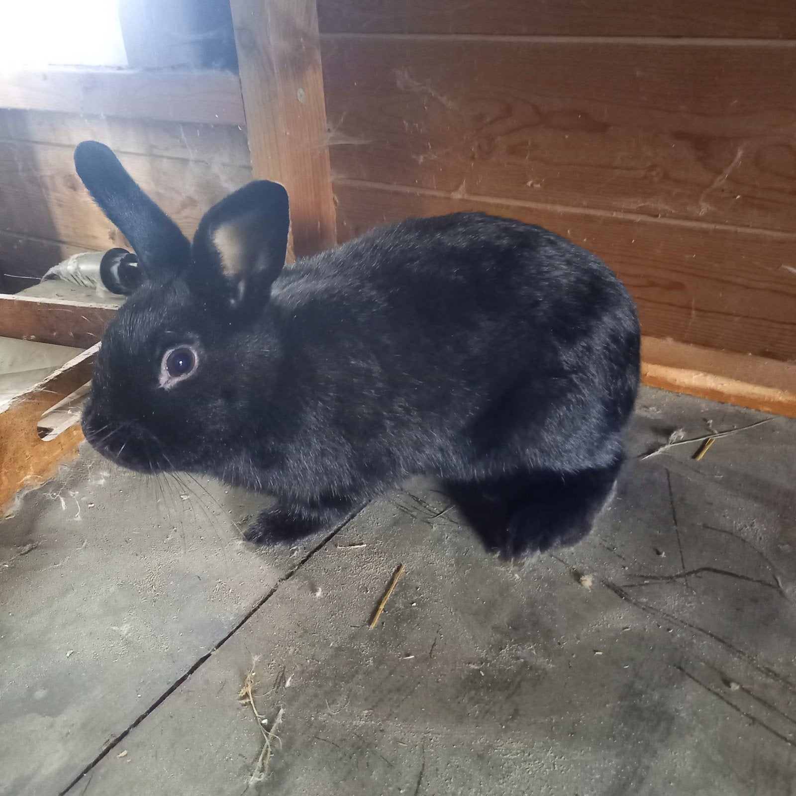te koop Lotharinger dwergkonijn, Dieren en Toebehoren, Konijnen, Mannelijk, Dwerg