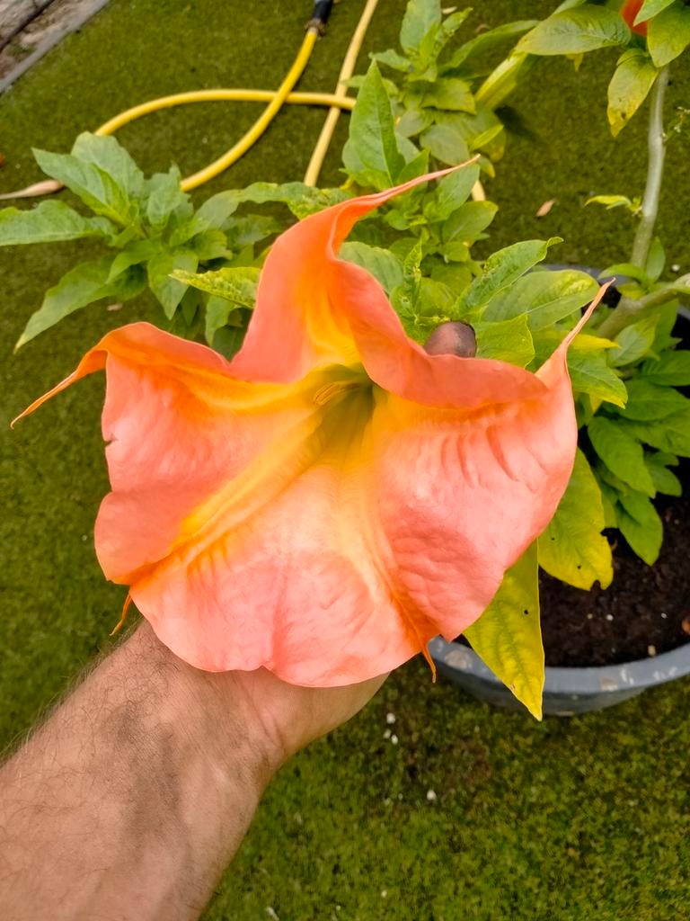 Brugmansia stekken verschillende soorten, Ophalen, Minder dan 100 cm, Overige soorten, Zomer