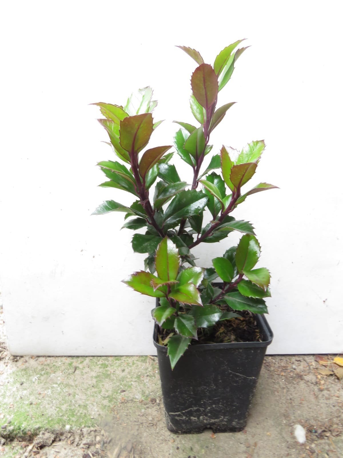 Ilex meserveae Heckenstar. Haagplant, gladde hulst P9., Ophalen of Verzenden, Hulst, Haag, Minder dan 100 cm