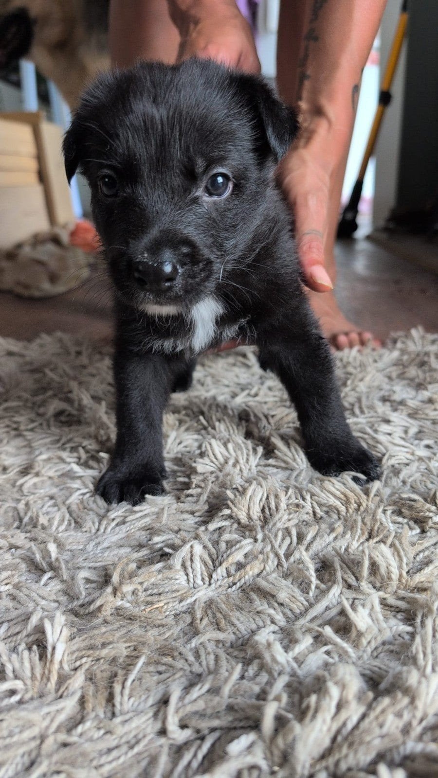 Shollie/Dolly pups Border Collie x Duitse Herder. Nog 1 reu, Parvo, 8 tot 15 weken, Meerdere, Meerdere dieren