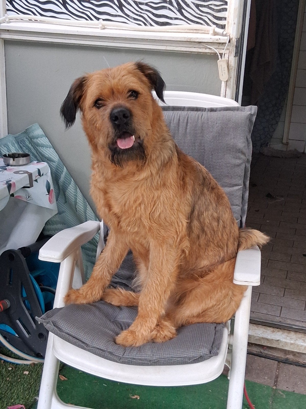 Boan een lieve enthousiaste knuffel, CDV (hondenziekte), 1 tot 2 jaar, Teef, Groot