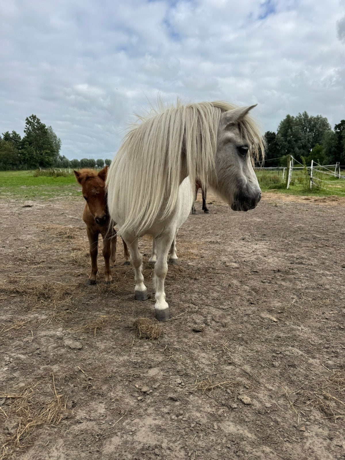 Meerdere ponys. Jong,oud,drachtig,project,merrie+veulen, Minder dan 160 cm, Met stamboom, Dressuurpaard, 3 tot 6 jaar