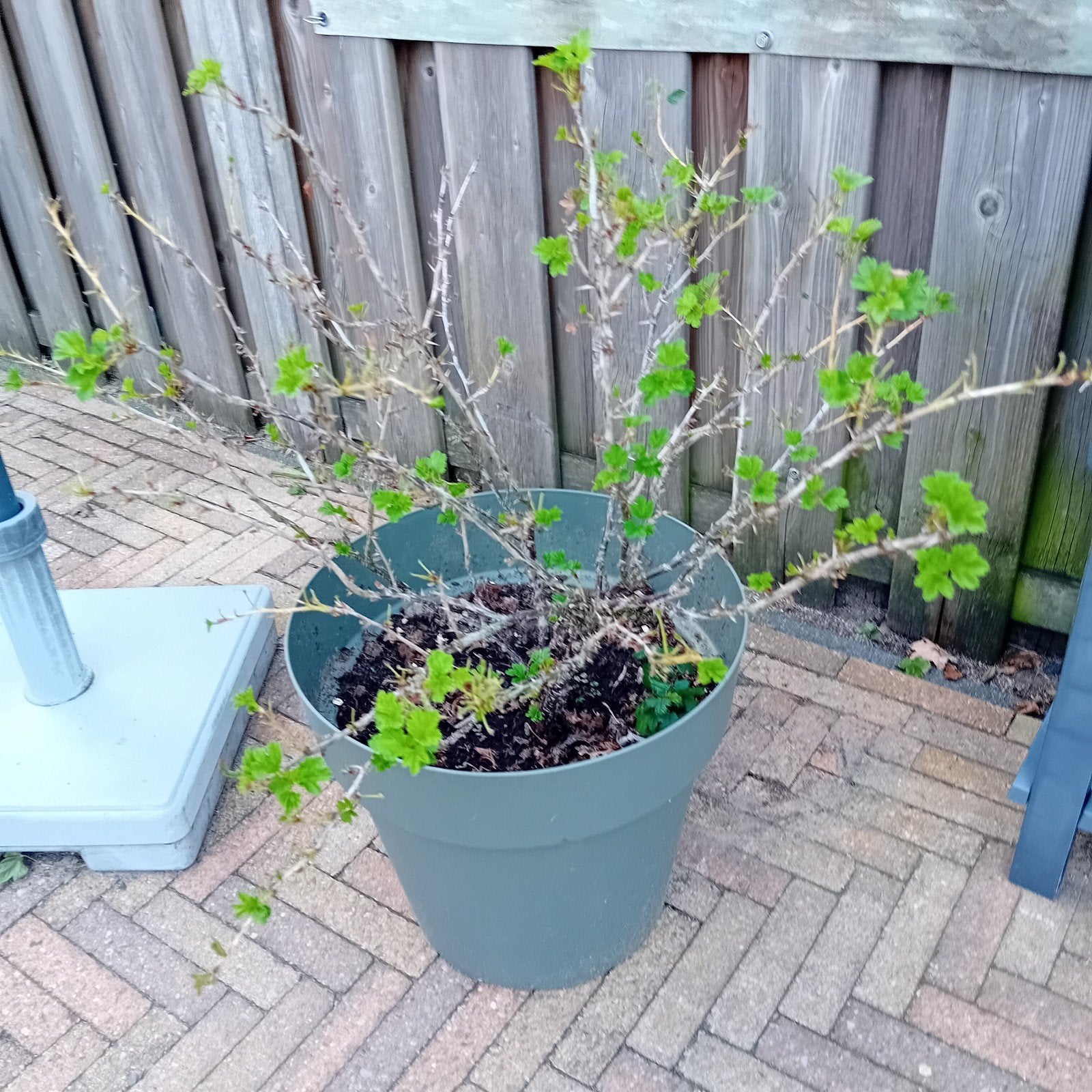 kruisbes struik 4-5 jaar, Ophalen, Minder dan 100 cm, Lente, Overige soorten
