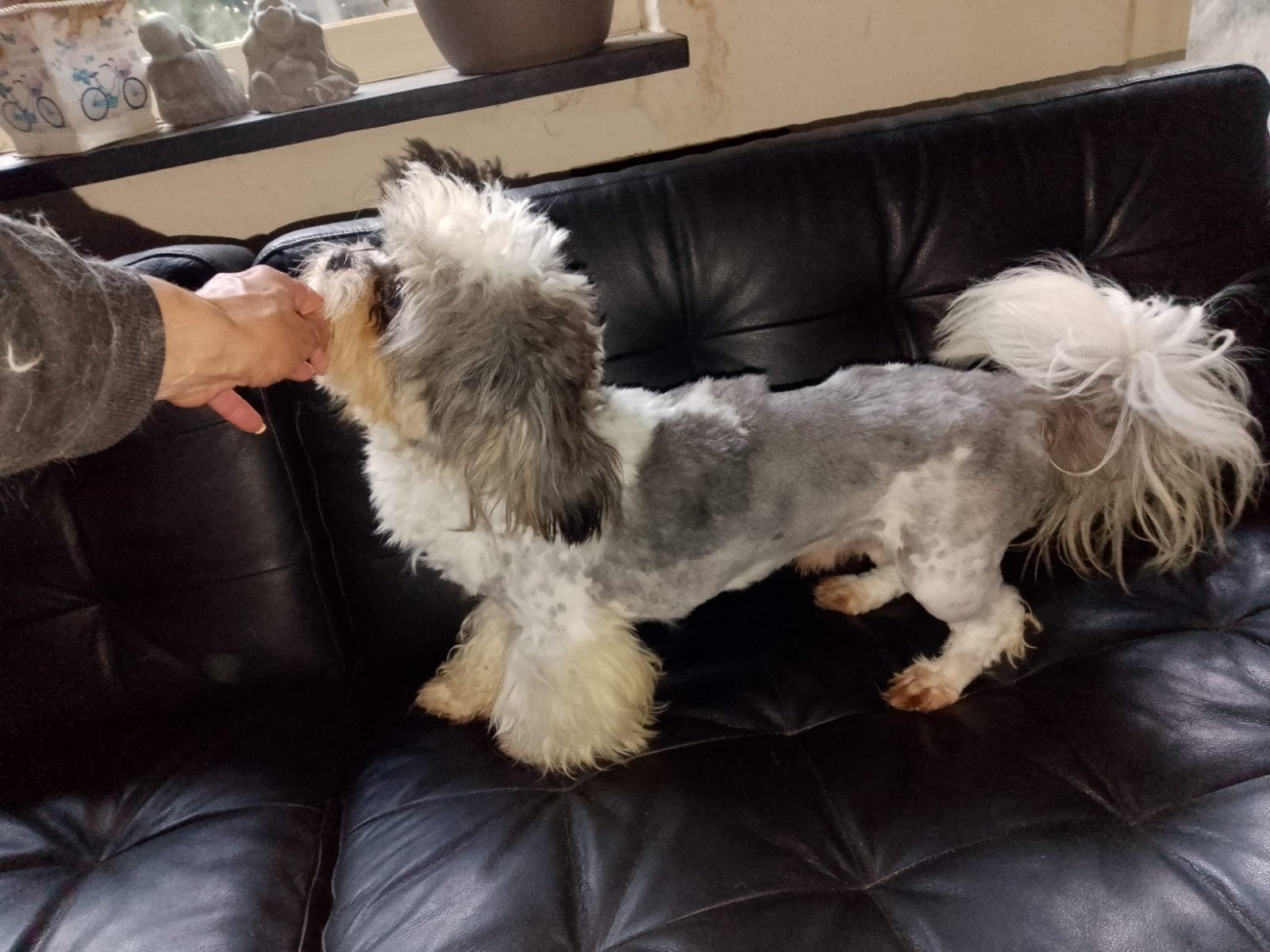 Alex grote lieve Shih Tzu beer, Dieren en Toebehoren, Honden | Chihuahua's en Gezelschapshonden, Reu, 1 tot 2 jaar, Parvo, Eén hond