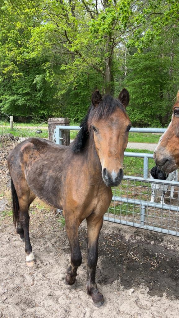 2 jarige new forest, Met stamboom, Ruin, 0 tot 2 jaar, B pony (1.17m tot 1.27m)