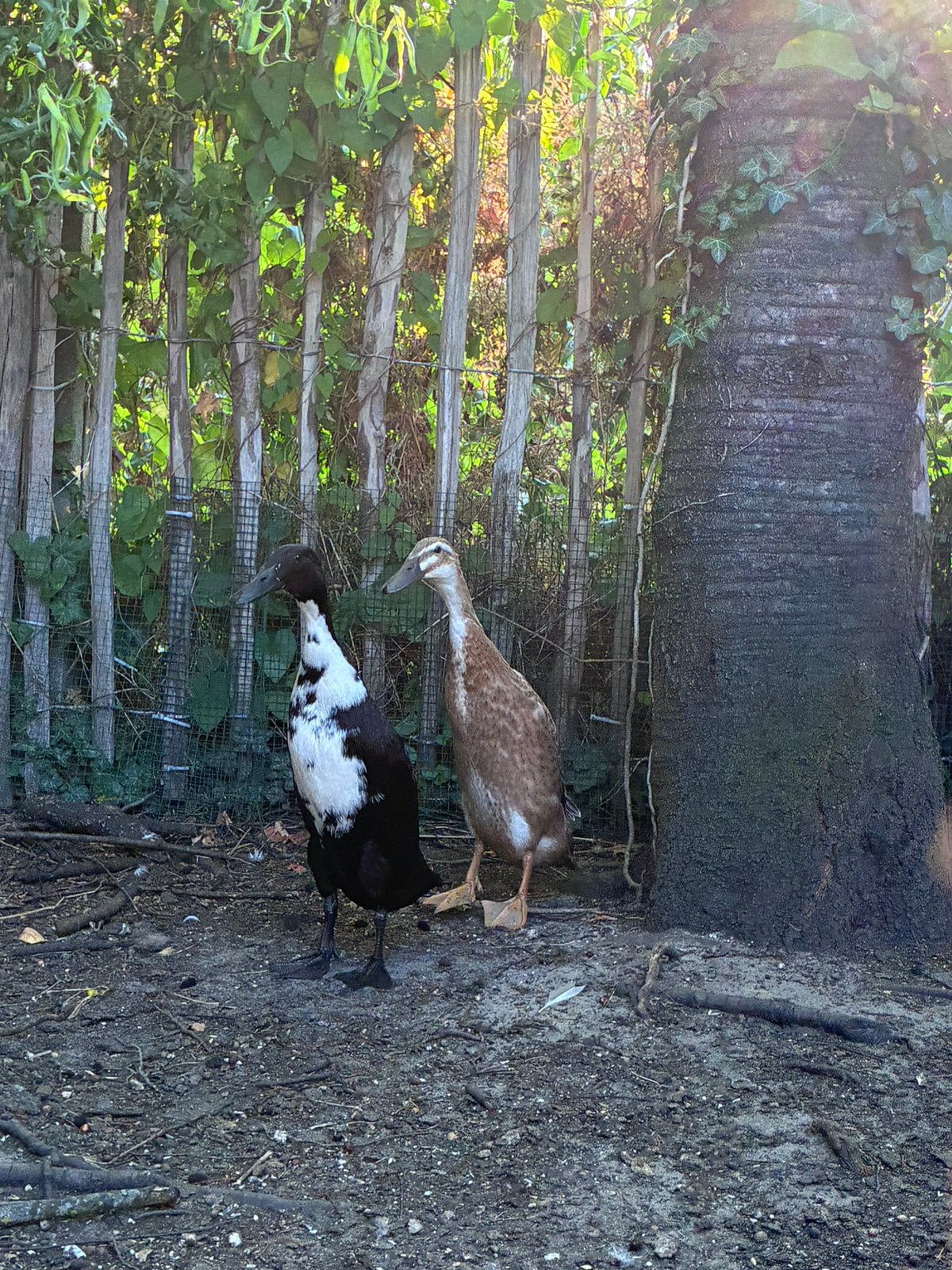 Lieve loopeenden vrouwtjes van mei, Dieren en Toebehoren, Pluimvee, Vrouwelijk, Eend
