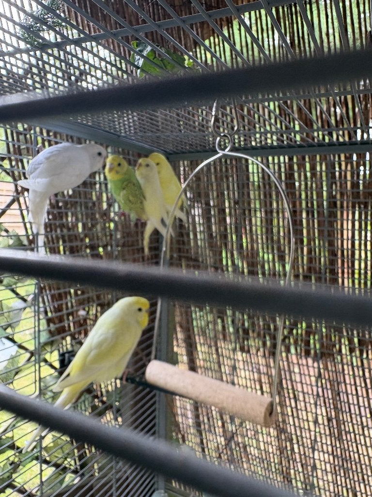 Jonge parkieten te koop, Dieren en Toebehoren, Meerdere dieren, Parkiet
