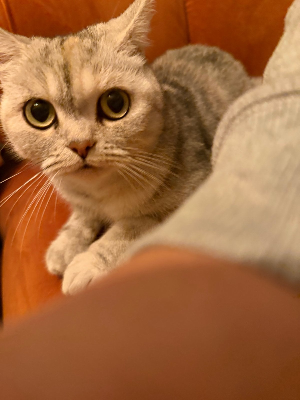 Half britskorthatige, Poes, Kortharig, 0 tot 2 jaar