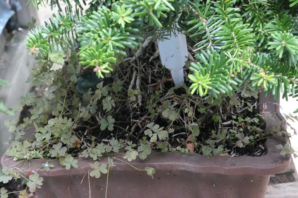 Koreaanse zilverspar bonsai, Bloeit niet, Halfschaduw, Overige soorten, Minder dan 100 cm