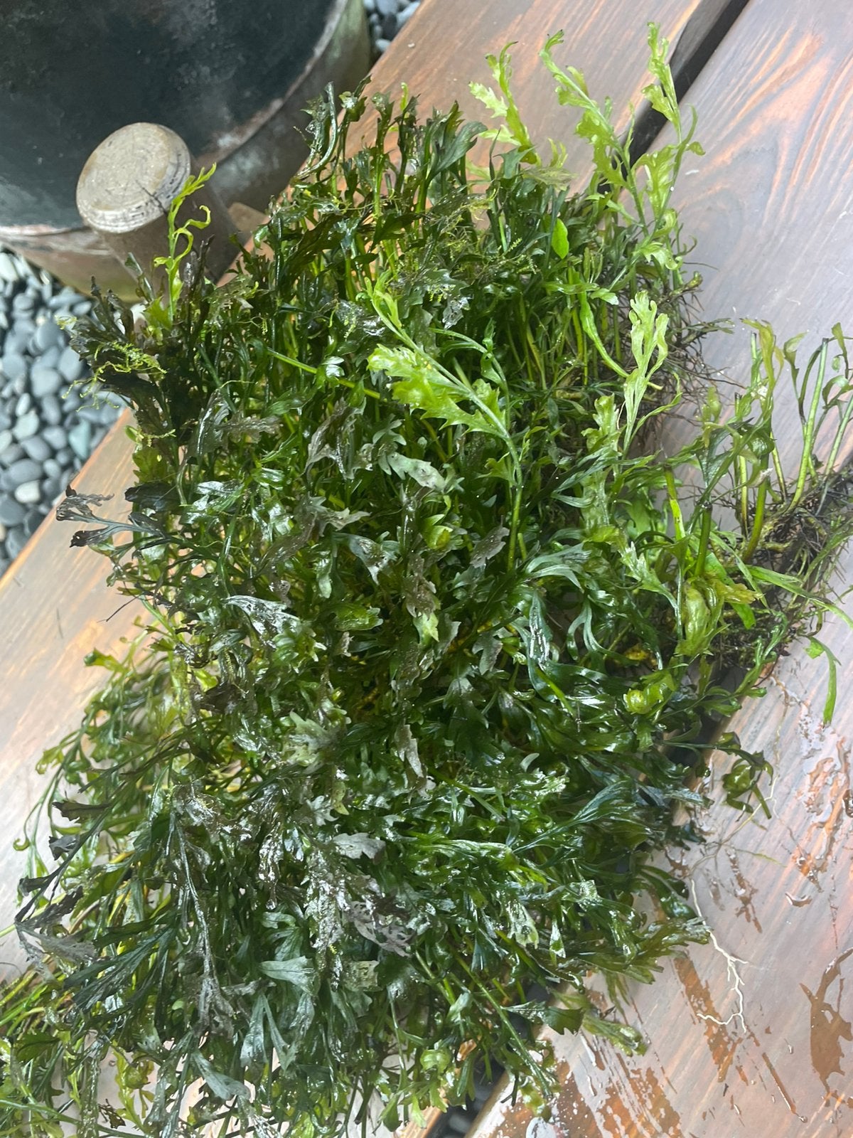 Aquarium plant, Ophalen, Overige soorten, Minder dan 100 cm