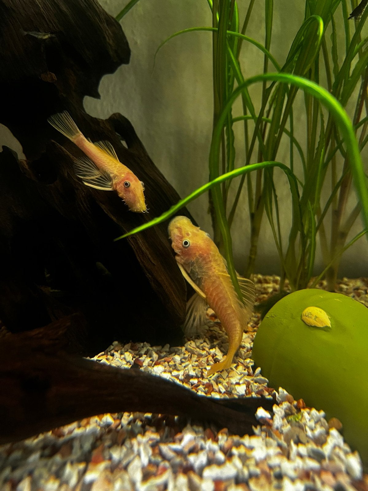 Pleco’s, Vis