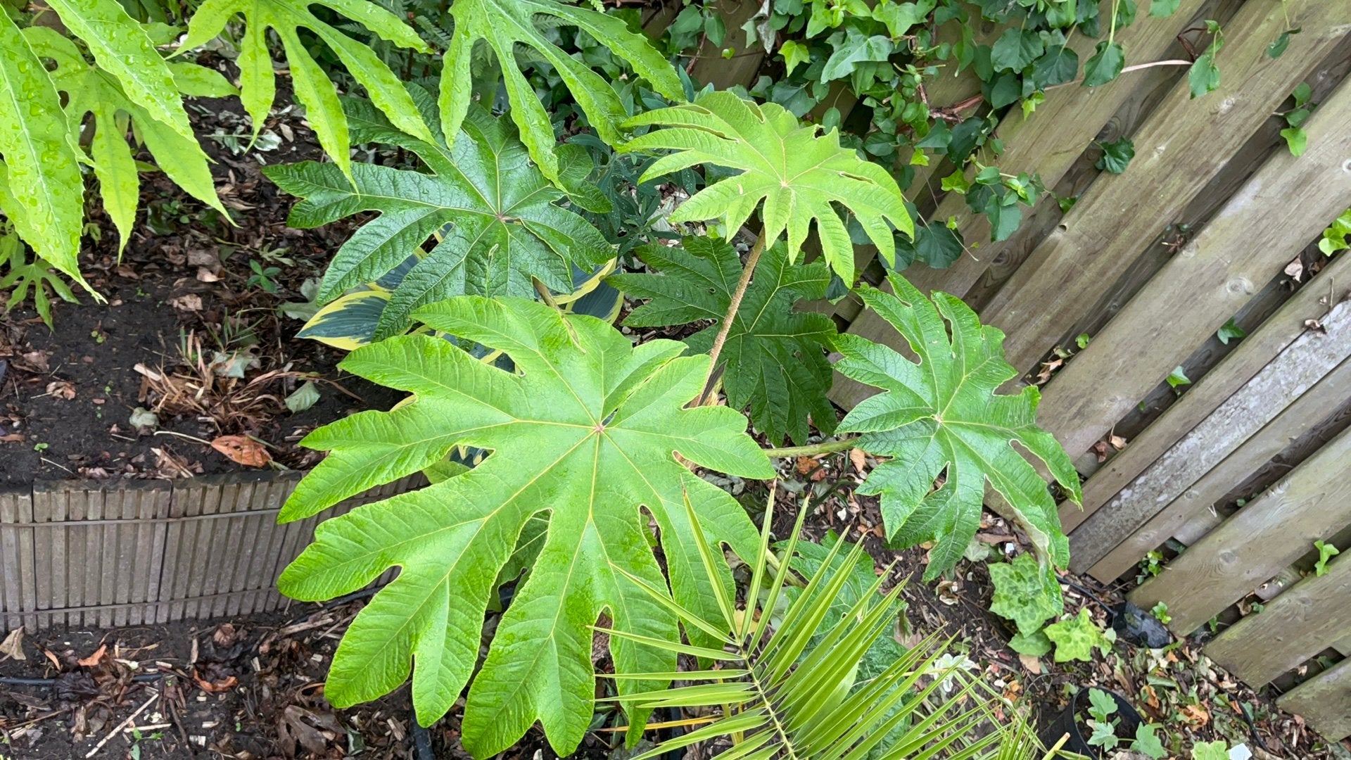 Tetrapanax papyrifer rex, Tuin en Terras, Planten | Tuinplanten, Vaste plant, Halfschaduw, Herfst, Ophalen
