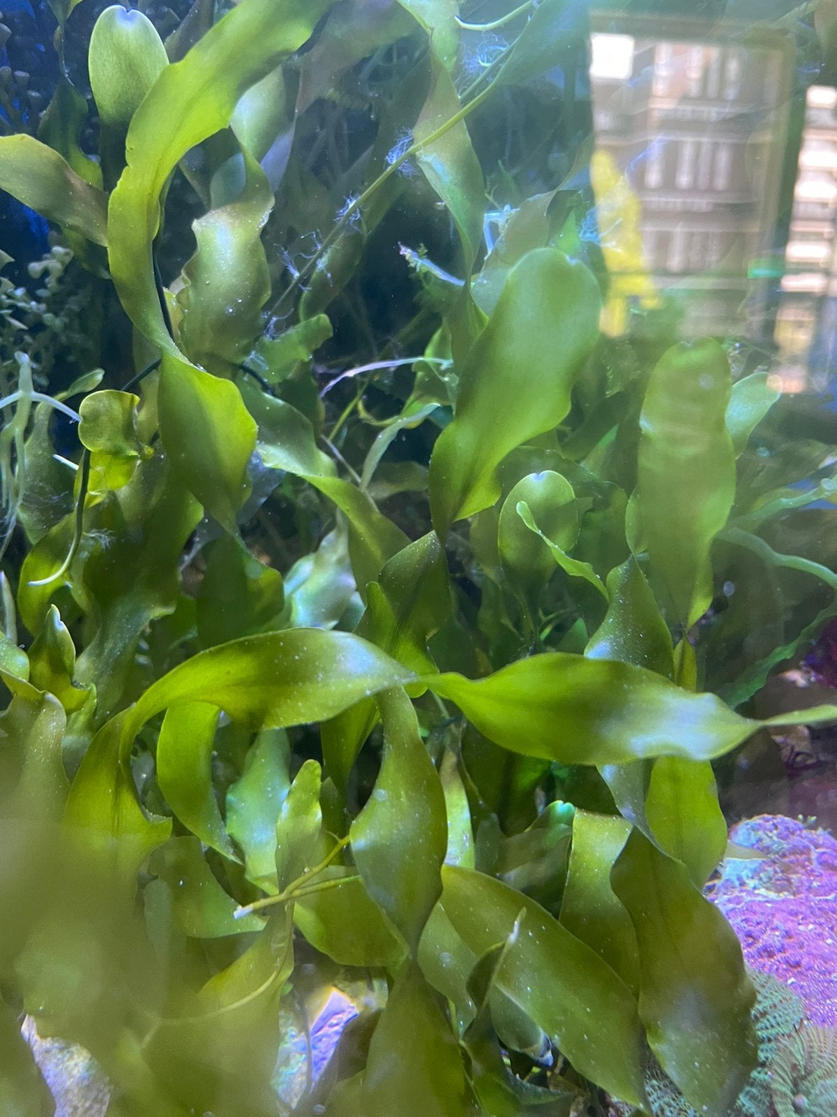 Caulerpa prolifera zeewier voor zeeaquarium, Verzenden, Nieuw, Plant(en), Steen of Hout