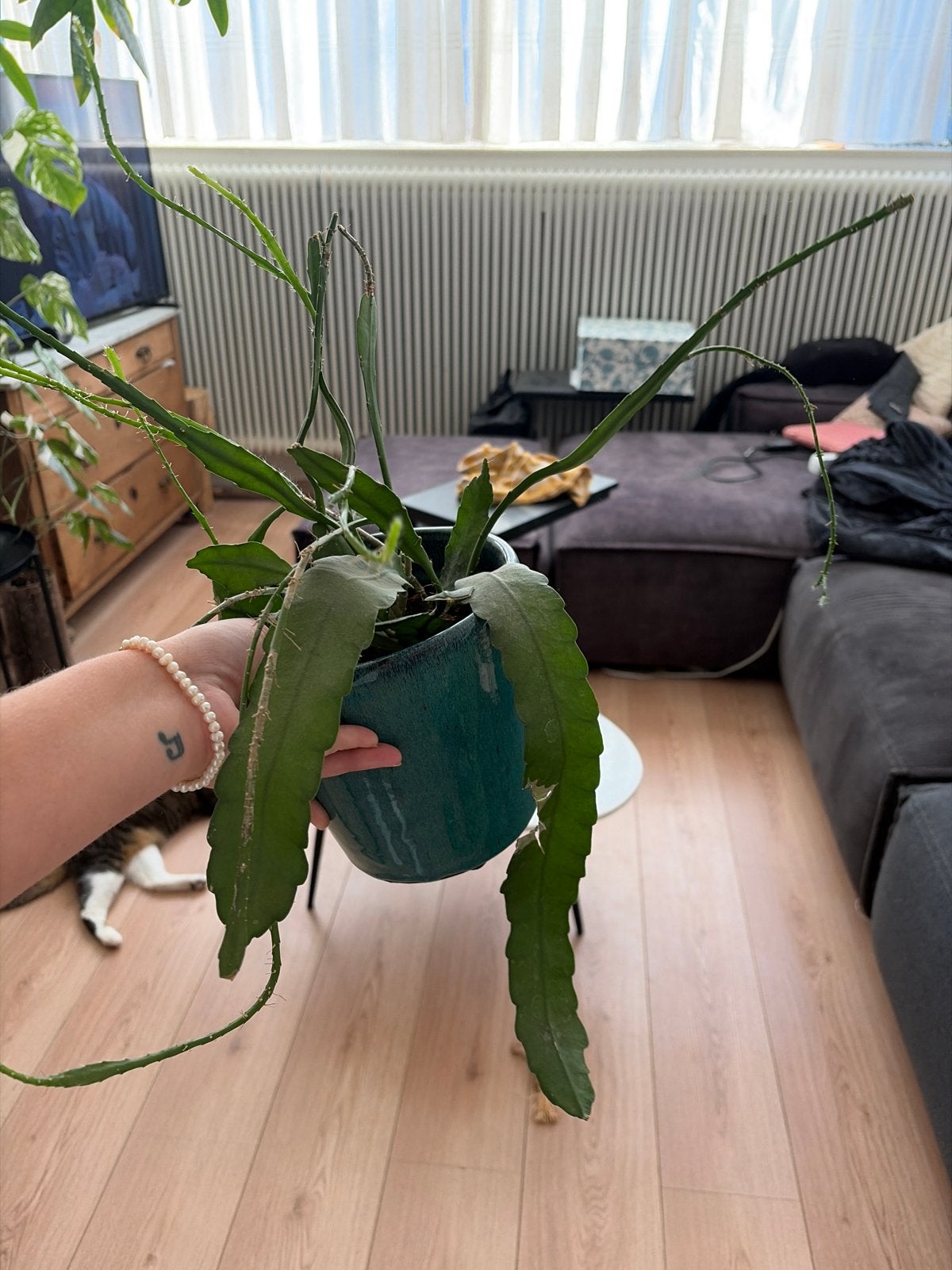 Epiphyllum Anguliger - Zaagcactus, Vaste plant, Bloeit niet, Halfschaduw, Ophalen
