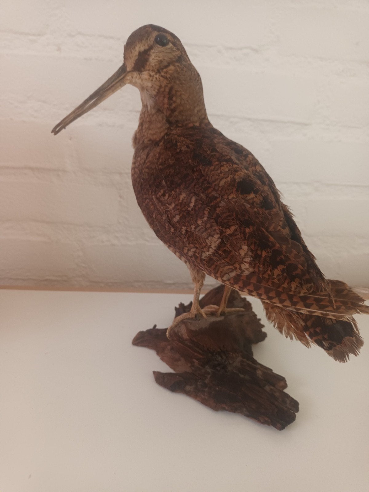 Opgezette Houtsnip - Decoratieve Vogel, Ophalen of Verzenden, Gebruikt, Vogel, Opgezet dier
