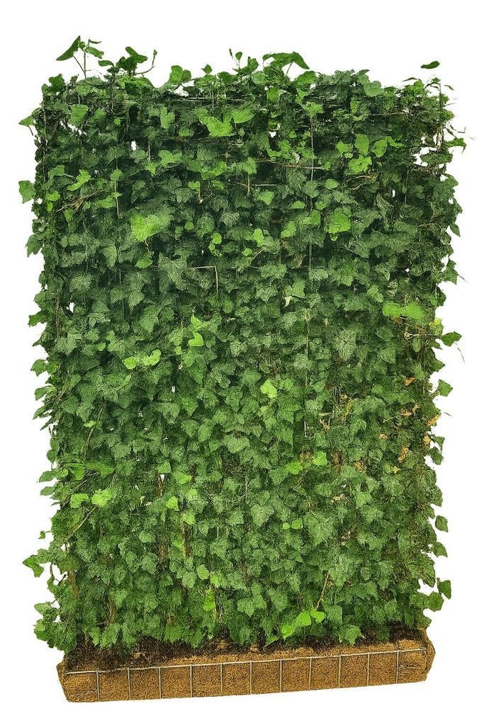 ACTIE Vanaf €75/mtr hedera kant-en-klaar haag 120180cm, Ophalen of Verzenden, Beukenhaag, 100 tot 250 cm