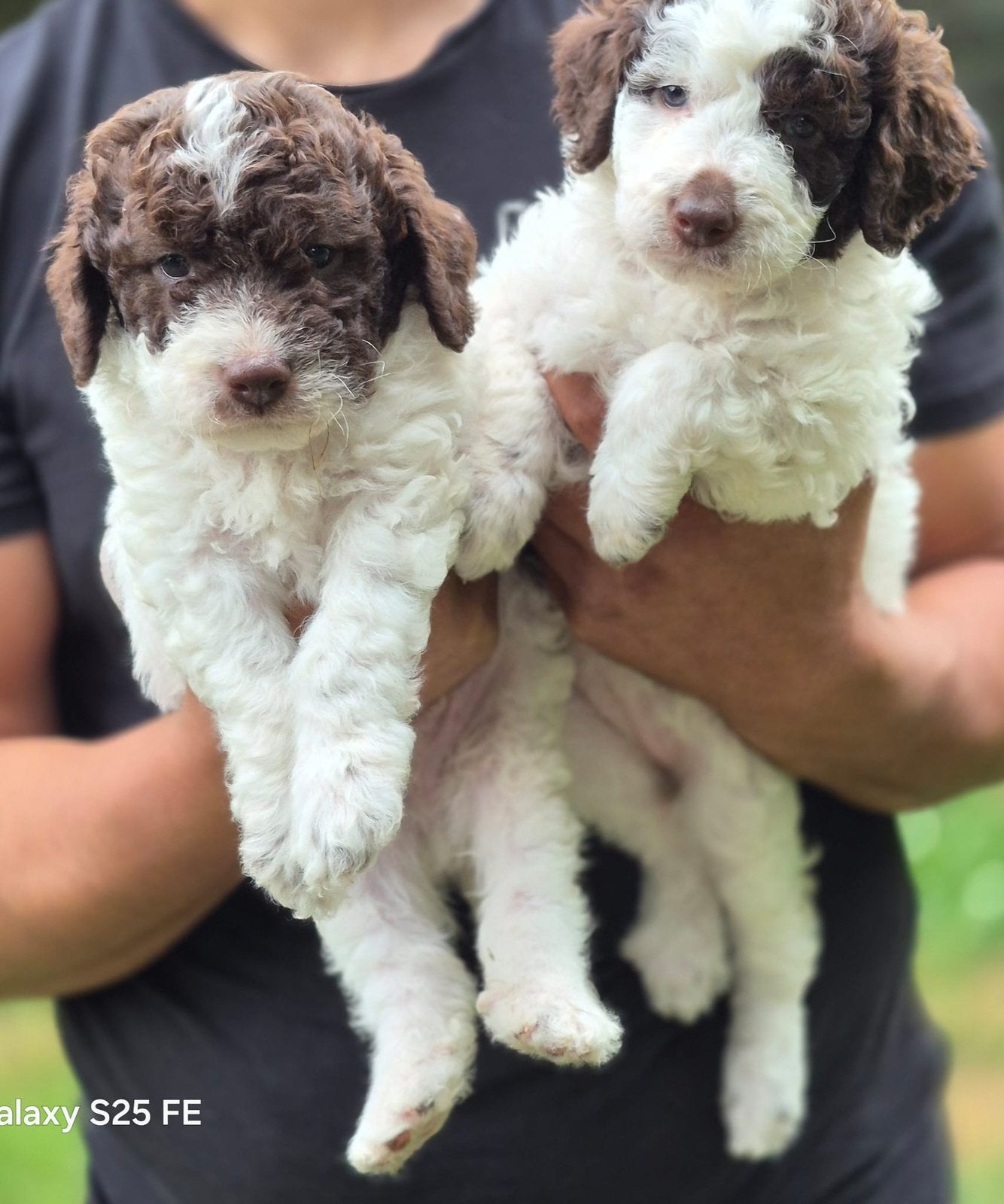 Italiaanse waterhond puppys, Dieren en Toebehoren, Honden | Niet-rashonden, België, Parvo, Particulier, 8 tot 15 weken