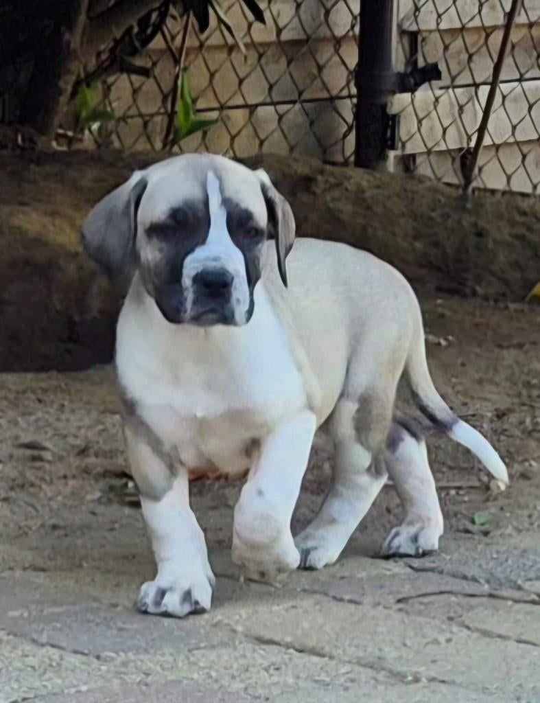 Boerboel pups ( Ysterberg mastiff ), Overige rassen, 8 tot 15 weken, Meerdere, Meerdere dieren
