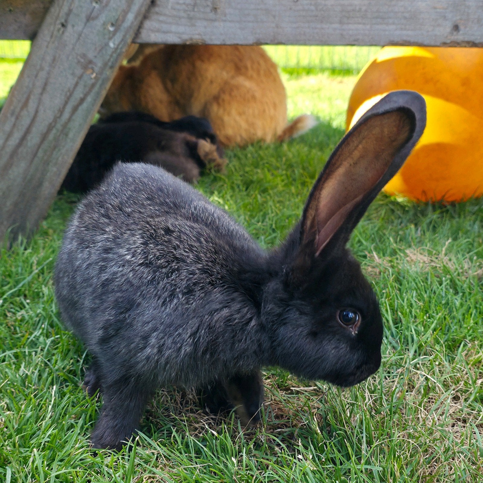 Vlaamse reuzen te koop, Meerdere dieren, Overige soorten