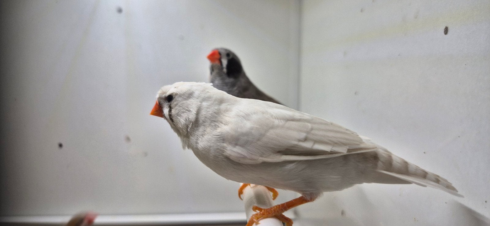 4-5 tt kwaliteit zebravinken, Dieren en Toebehoren, Vogels | Overige Vogels, Meerdere dieren