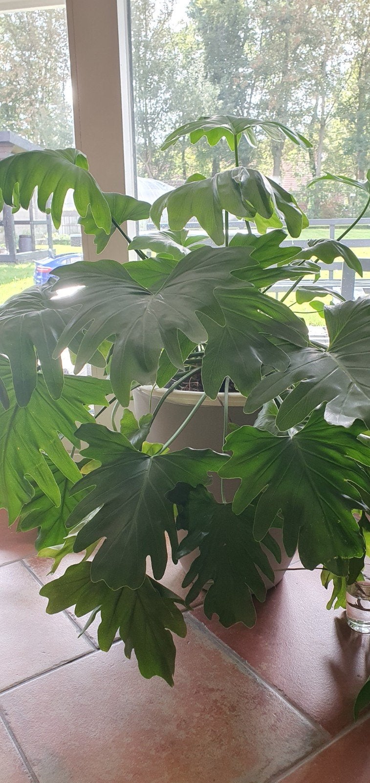 prachtige gezonde philodendron selloum grote kamperplant, Ophalen, Halfschaduw, In pot, Minder dan 100 cm