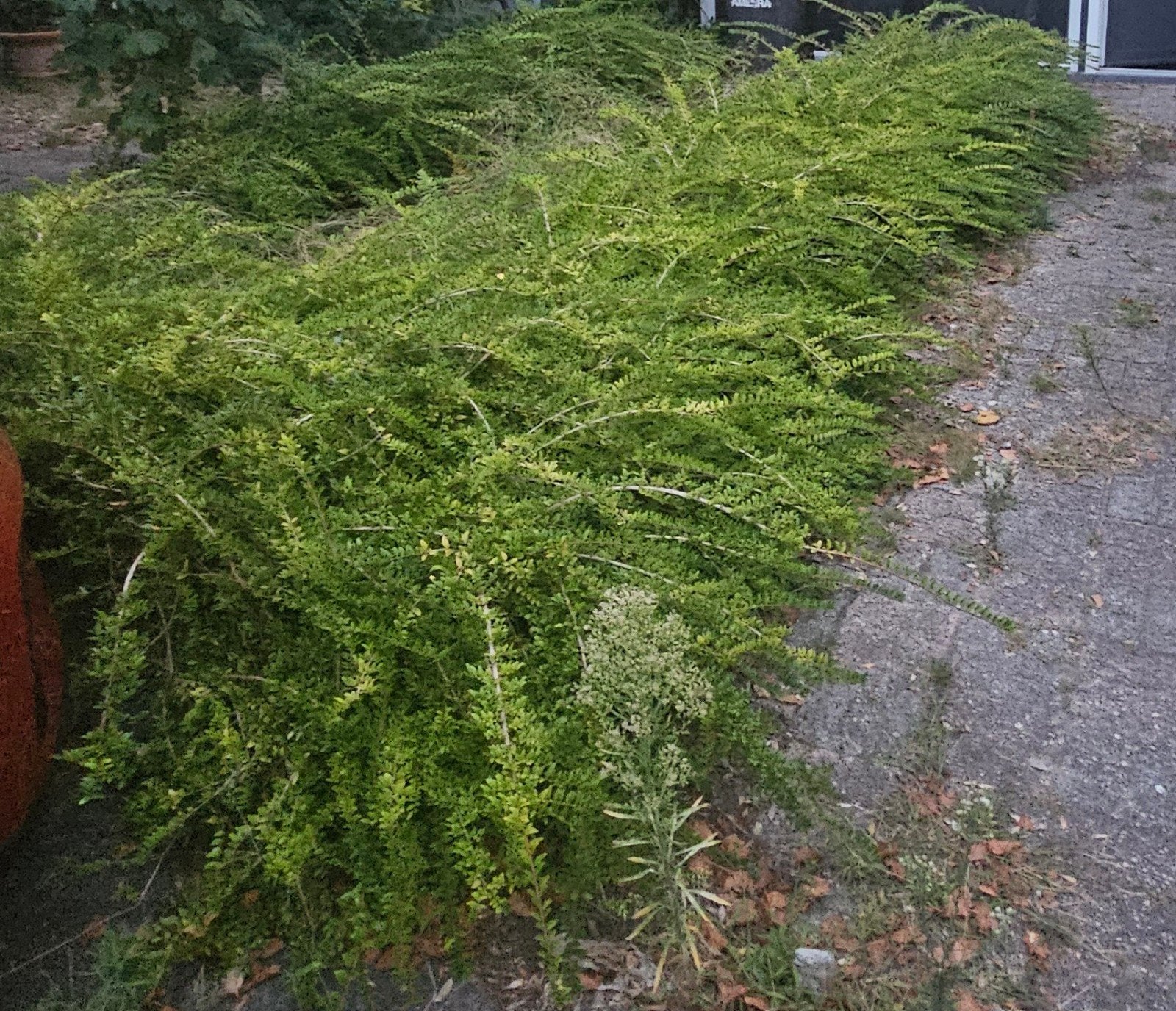Gratis hulst, laagblijvend soort, Ophalen, Hulst, Haag, Minder dan 100 cm