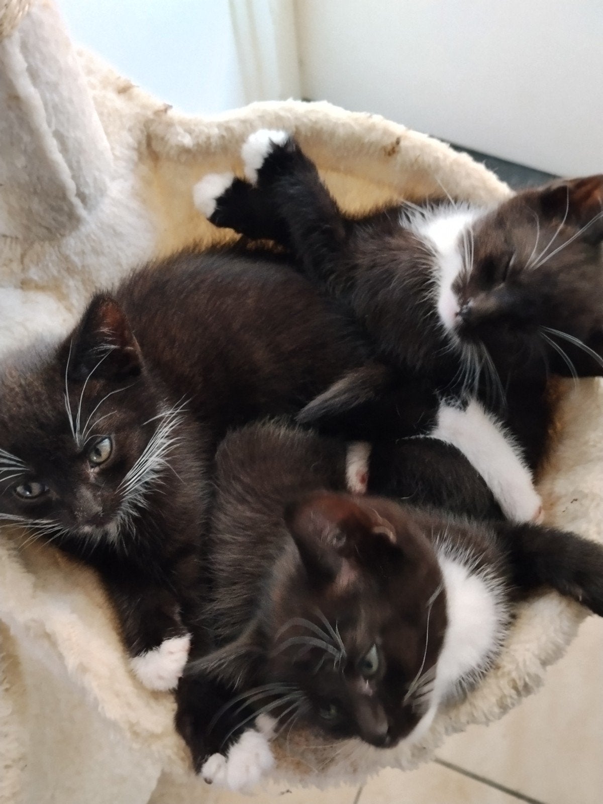 3 schattige kittens, Dieren en Toebehoren