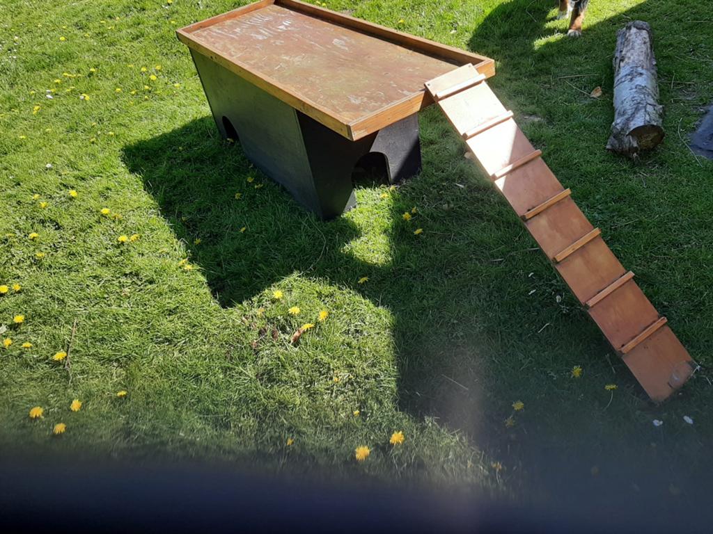Leuk speeltoestel voor konijnen, kippen ,cavia, Vrouwelijk, Groot