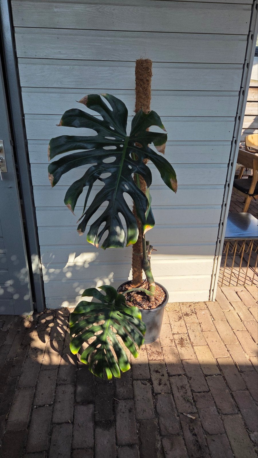 Monstera deliciosa, Ophalen, Overige soorten, Volle zon