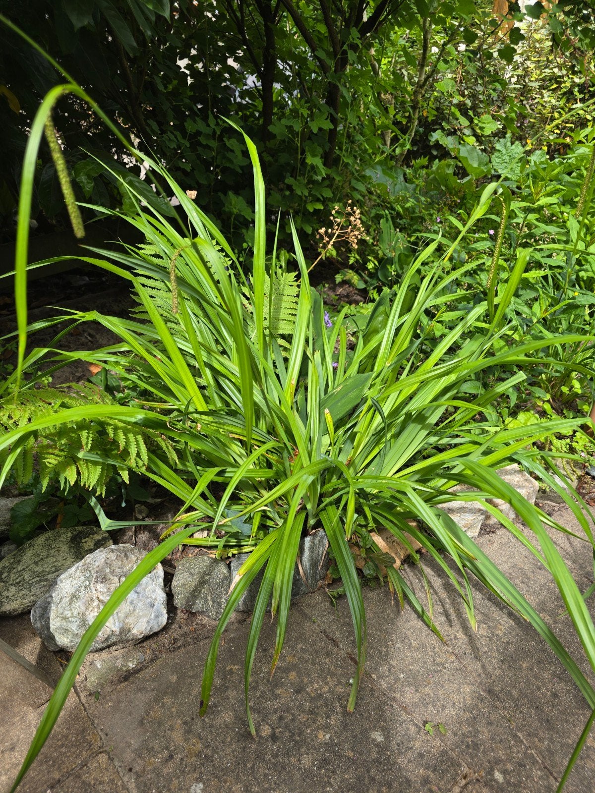Plant Siergras, Tuin en Terras, Planten | Tuinplanten, Ophalen of Verzenden, Siergrassen, Volle zon