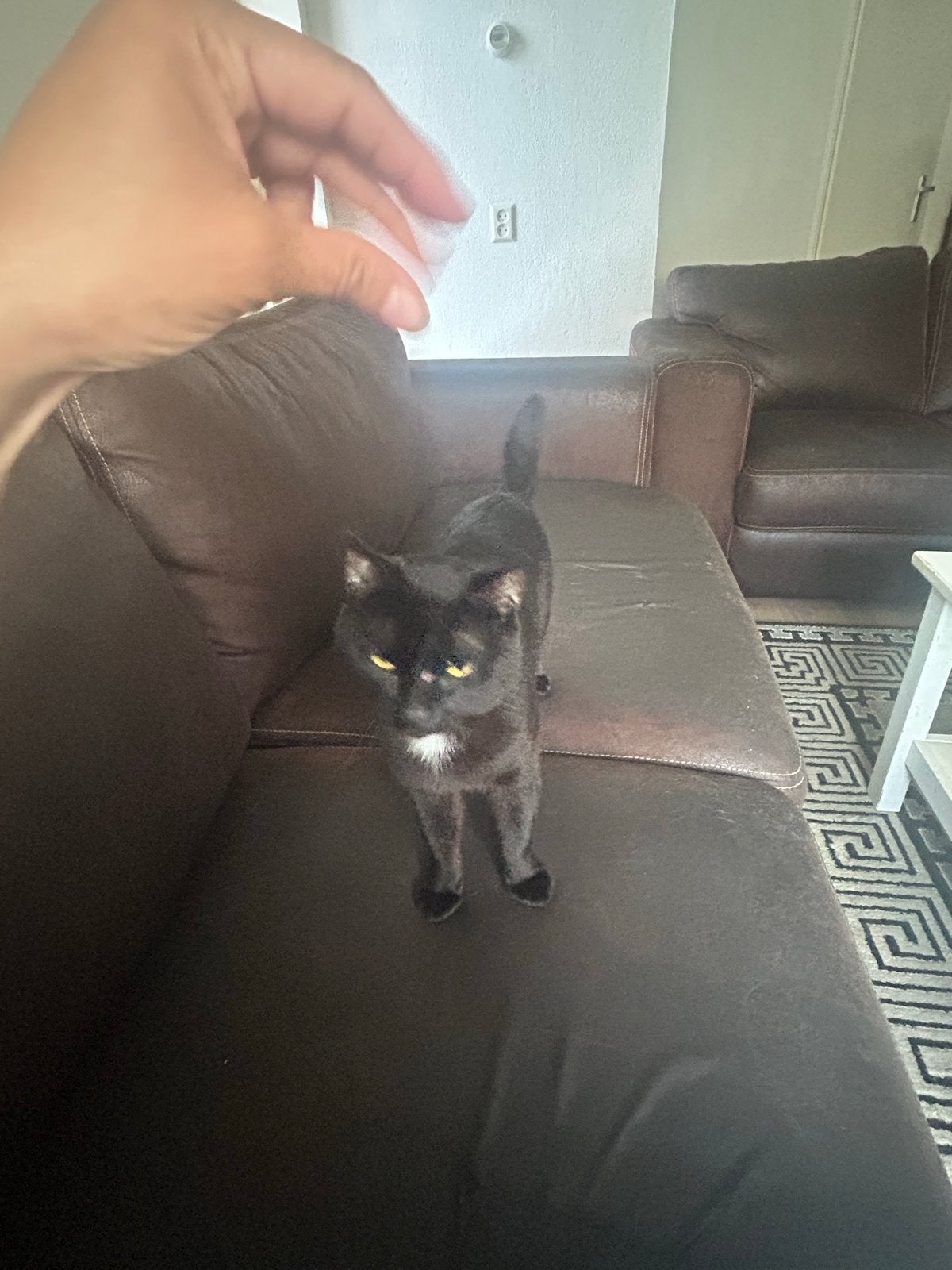 Katten mannetjes zwart, Ophalen, Nieuw