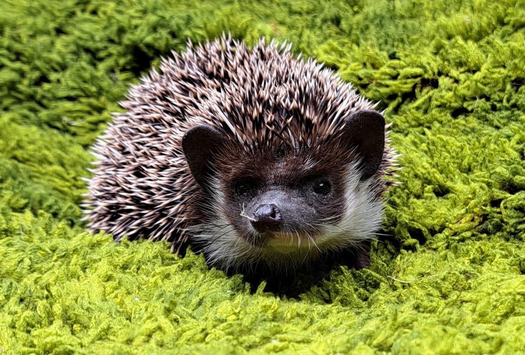 Witbuikegel/Algerian Hedgehog/Algerijnse Egel/Egel, Juni, Vrouwelijk
