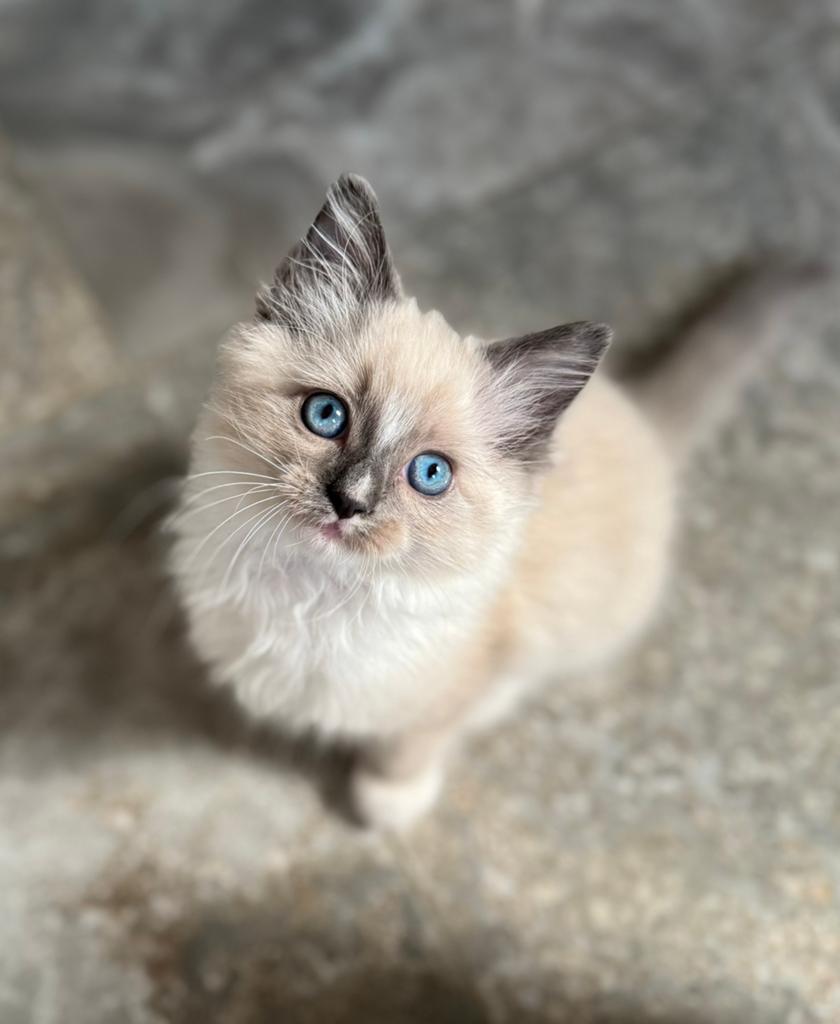 Prachtige Ragdoll kittens mogen verhuizen ♥️, Meerdere dieren, Ontwormd, 0 tot 2 jaar