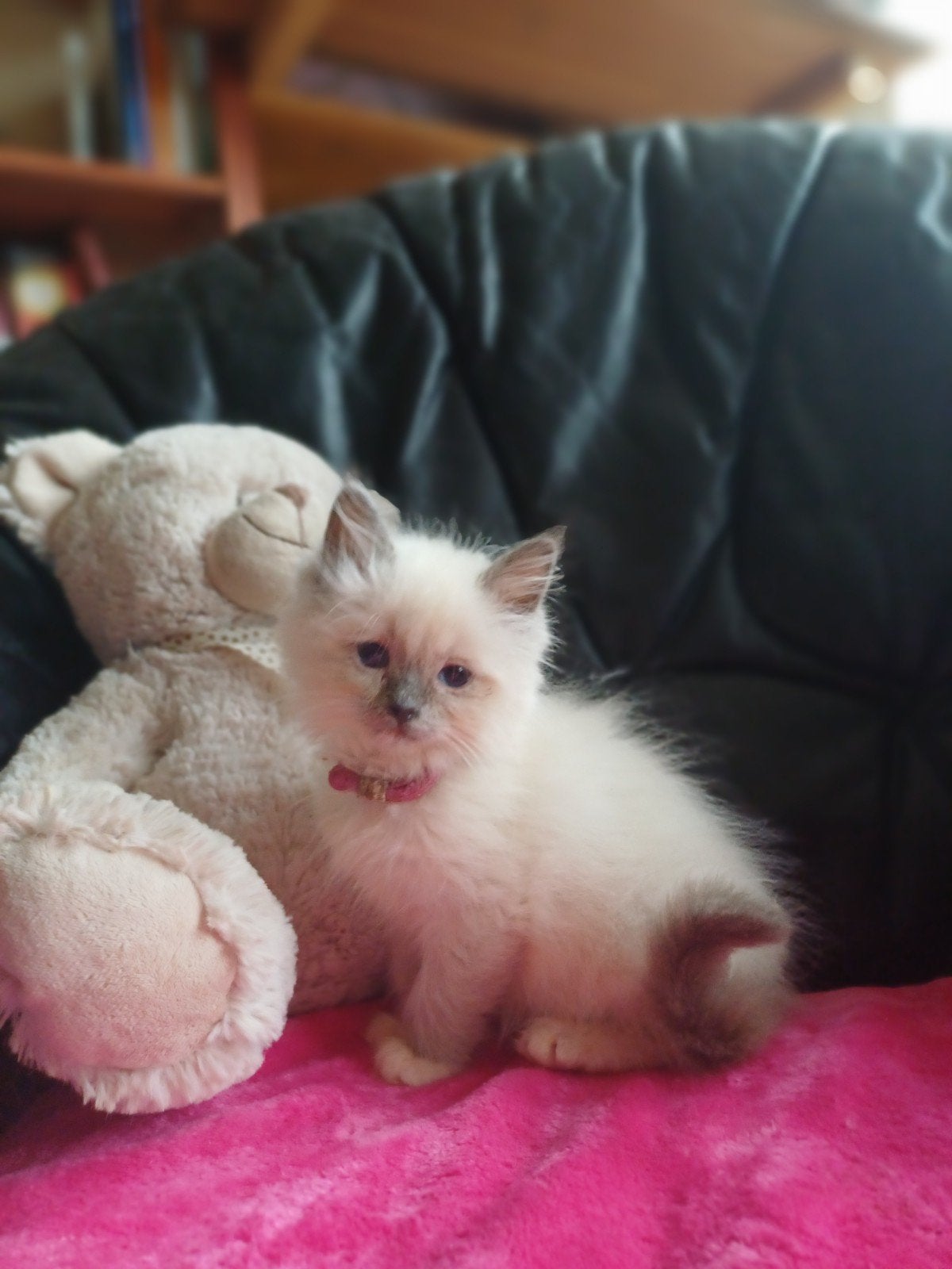 Prachtige  Ragdolls met stamboom en uit getestte ouder, Meerdere dieren, Met stamboom, 0 tot 2 jaar