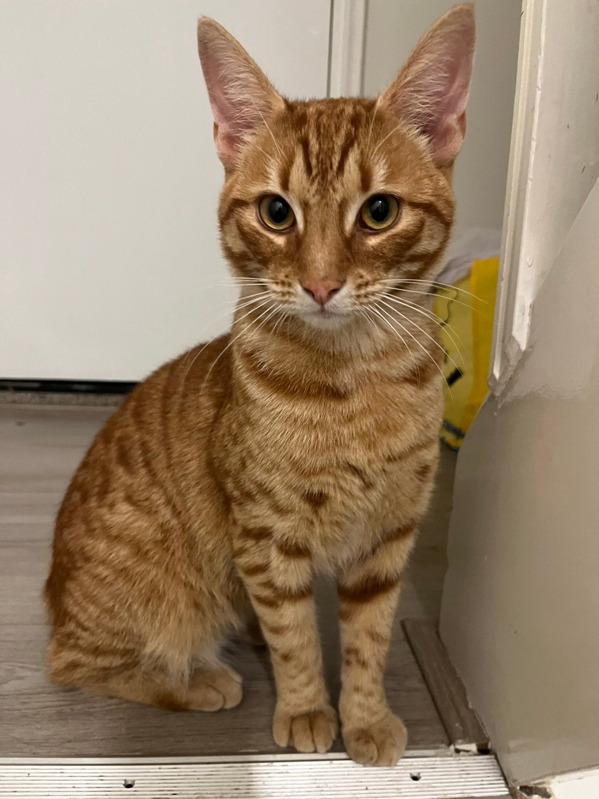 Actieve oranje kater zoekt goed thuis (gratis af te halen), Dieren en Toebehoren, Katten en Kittens | Overige Katten, Kater, 0 tot 2 jaar