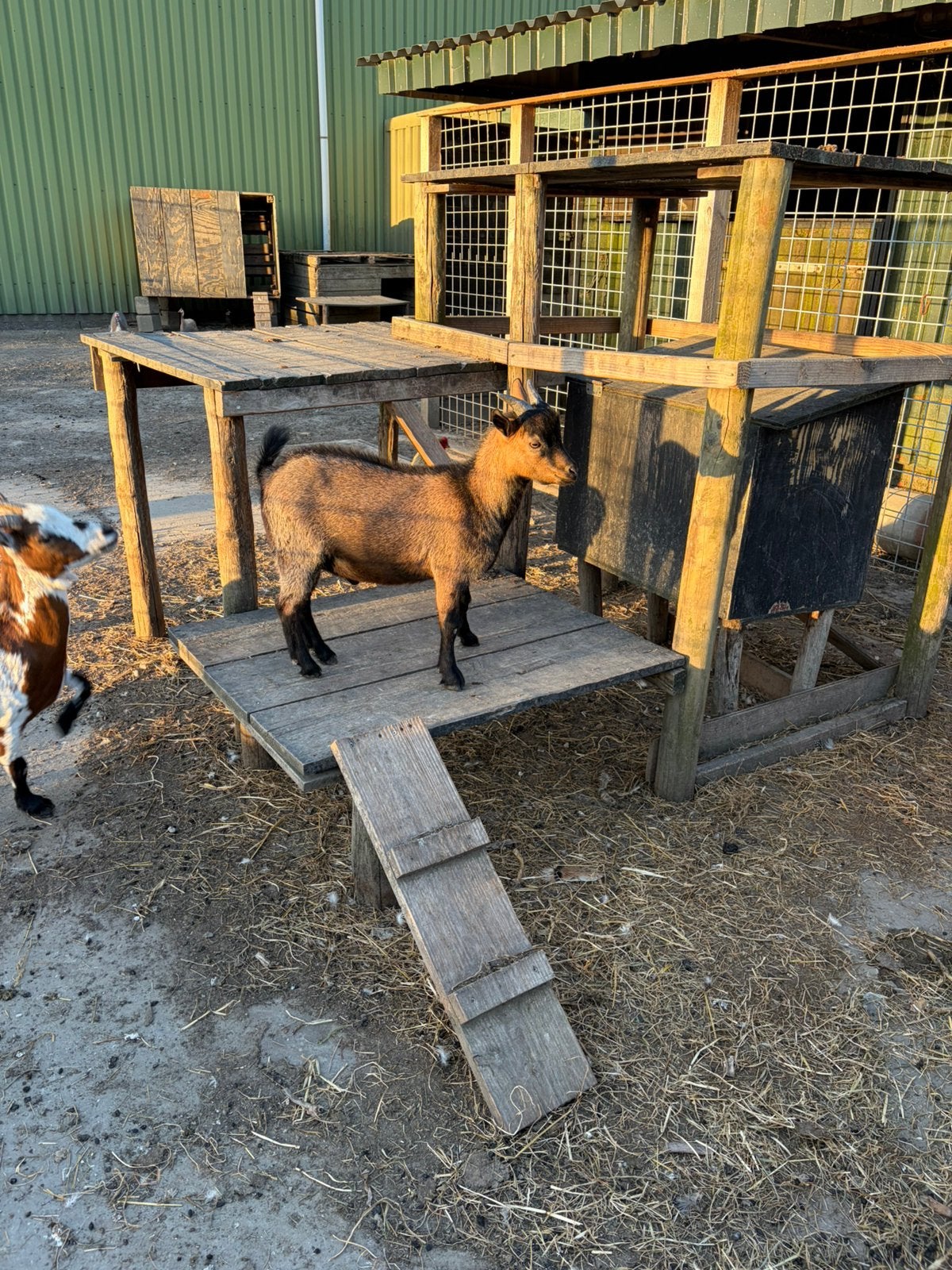 DwergGeiten bokjes., Dieren en Toebehoren, Mannelijk, Geit