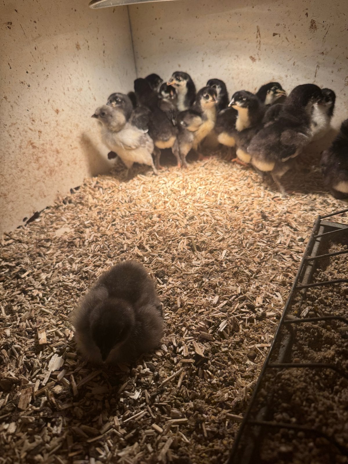 Kippen, Dieren en Toebehoren, Pluimvee, Vrouwelijk, Kip