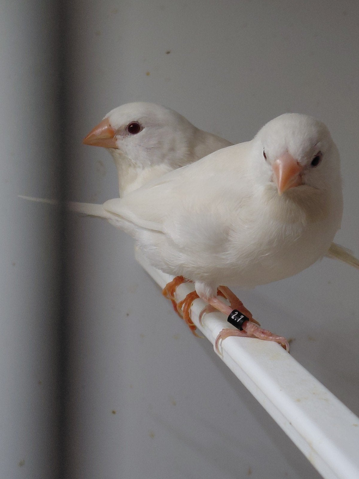 witte/ino spitsstaarten 2026, Dieren en Toebehoren, Meerdere dieren, Wildzangvogel