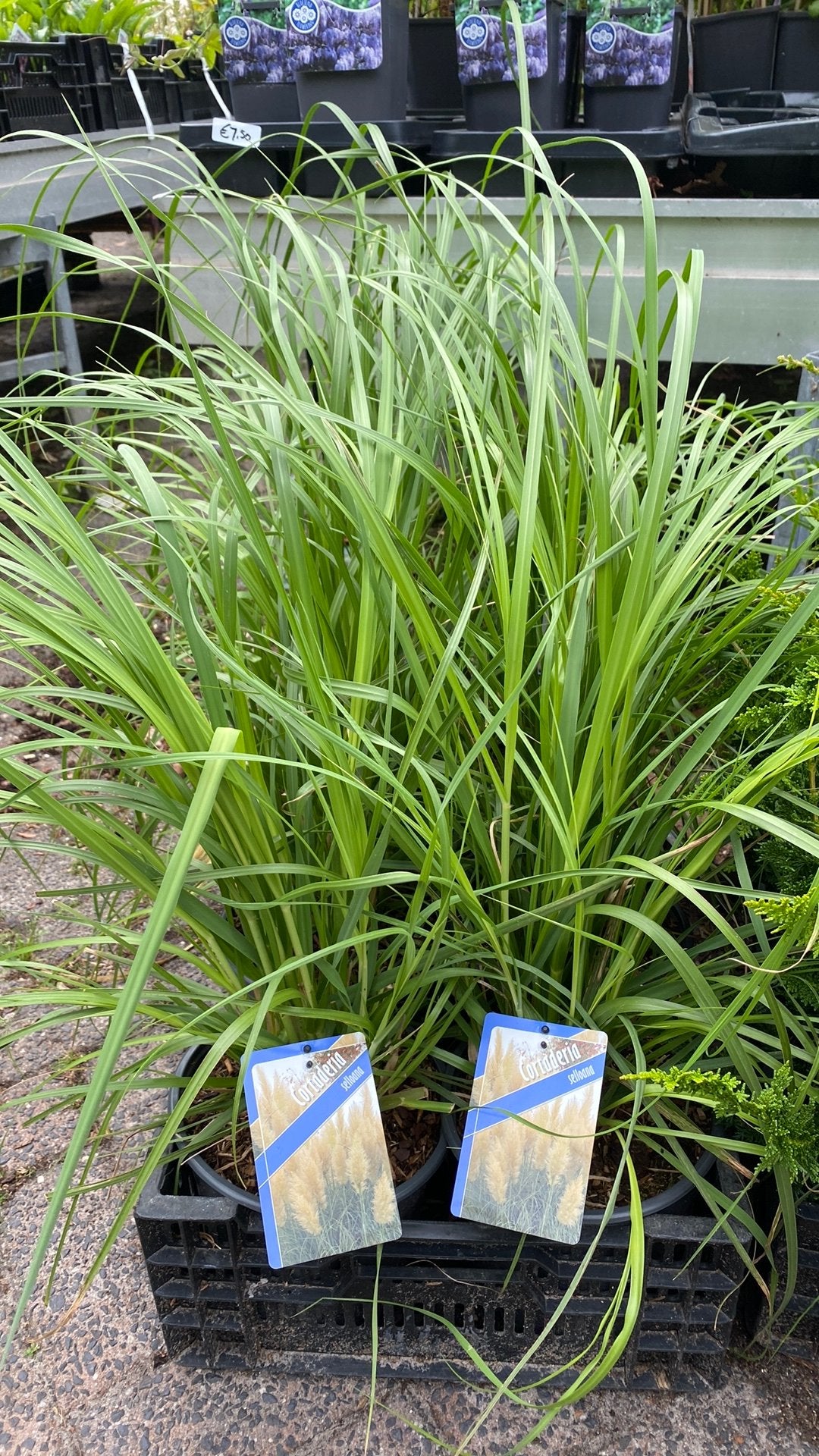 Cortaderia selloana - Pampasgras, Ophalen, Volle zon, Vaste plant, Siergrassen