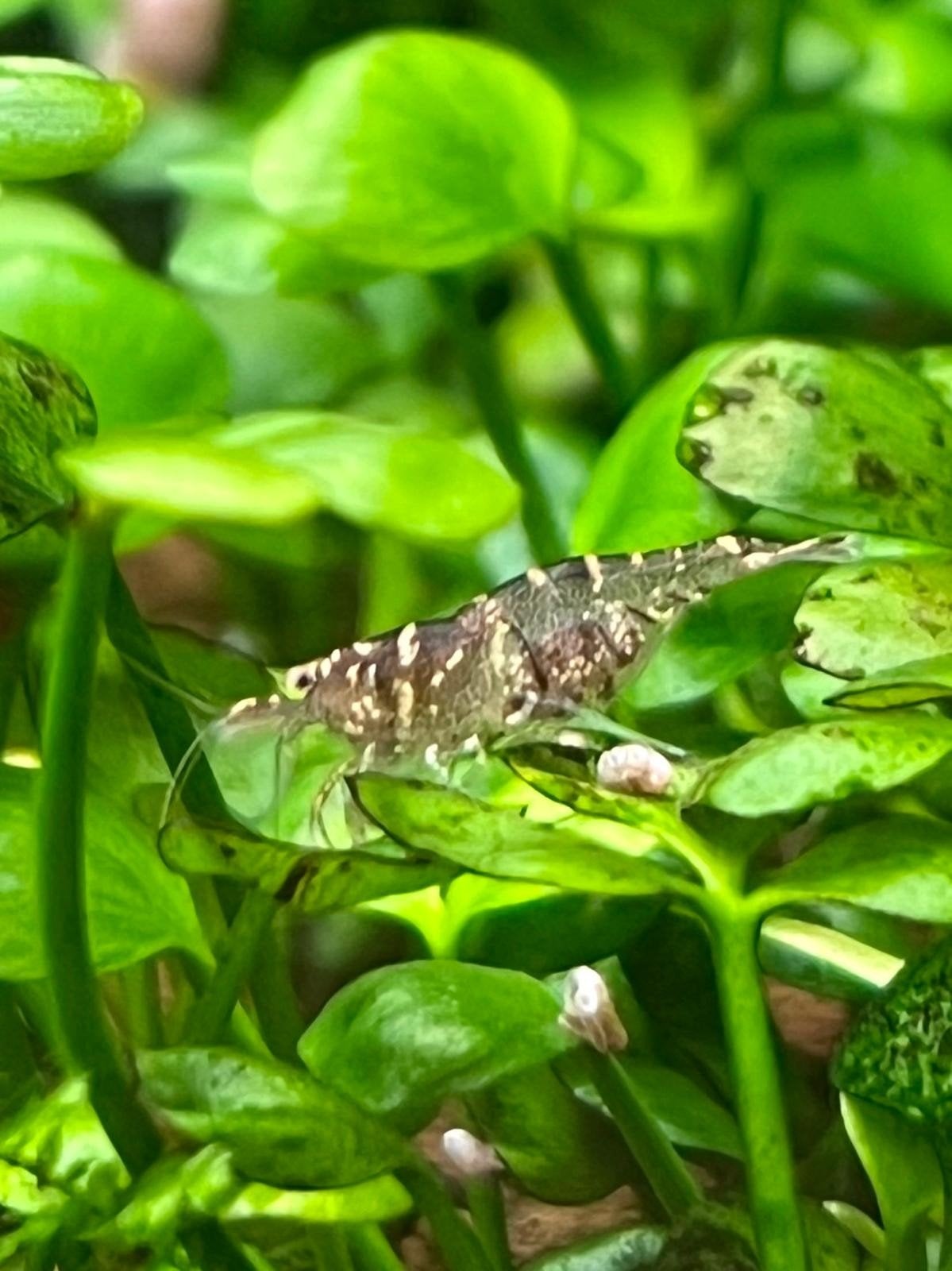 malawa garnalen / mini japonica parvidentata pareparensis, Dieren en Toebehoren, Vissen | Aquariumvissen, Kreeft, Krab of Garnaal